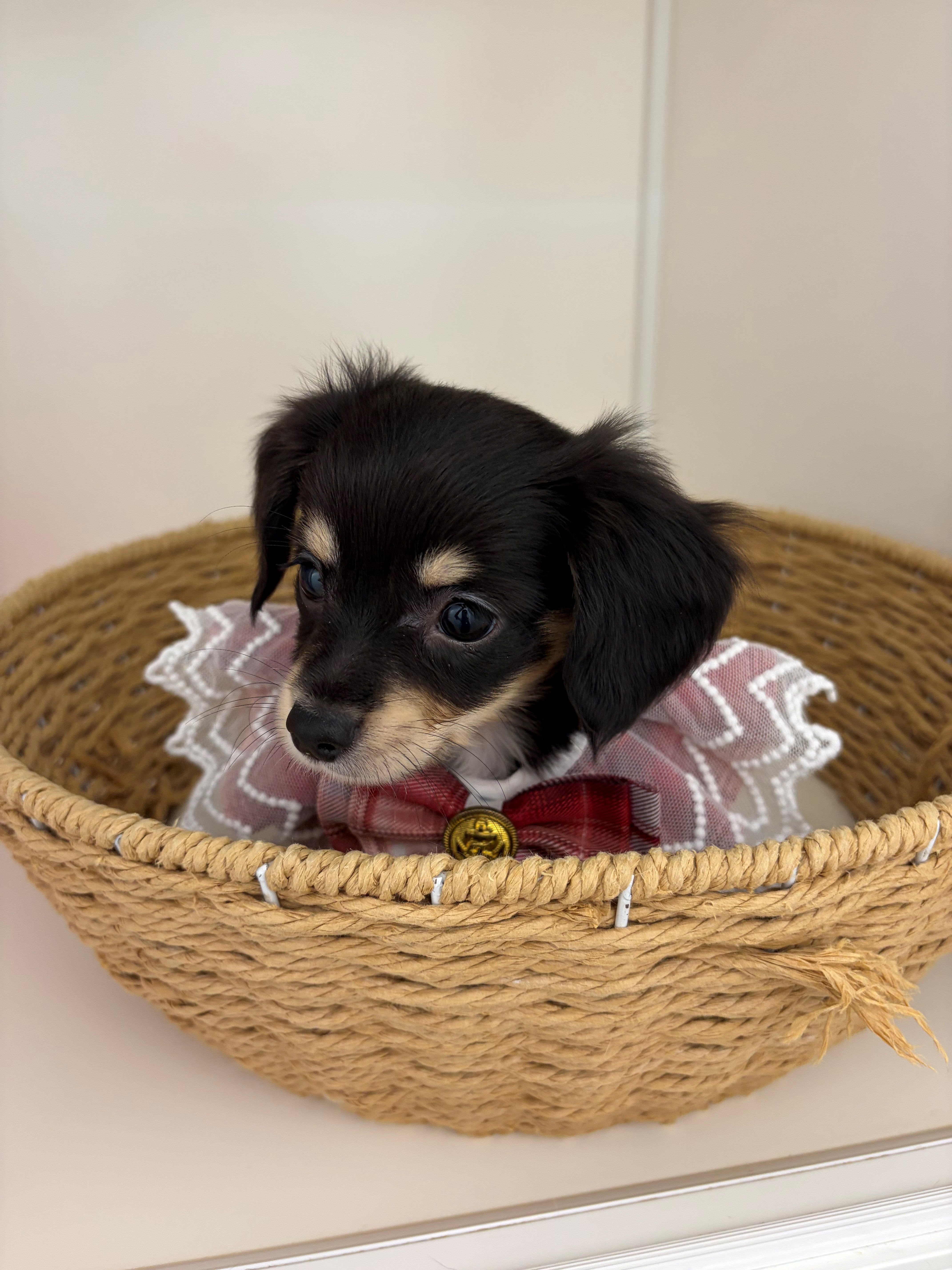 岐阜県のハーフ犬・ミックス犬 (ペッツワン可児店/2026年5月15日生まれ/女の子/ブラックタン)の子犬の2枚目の画像