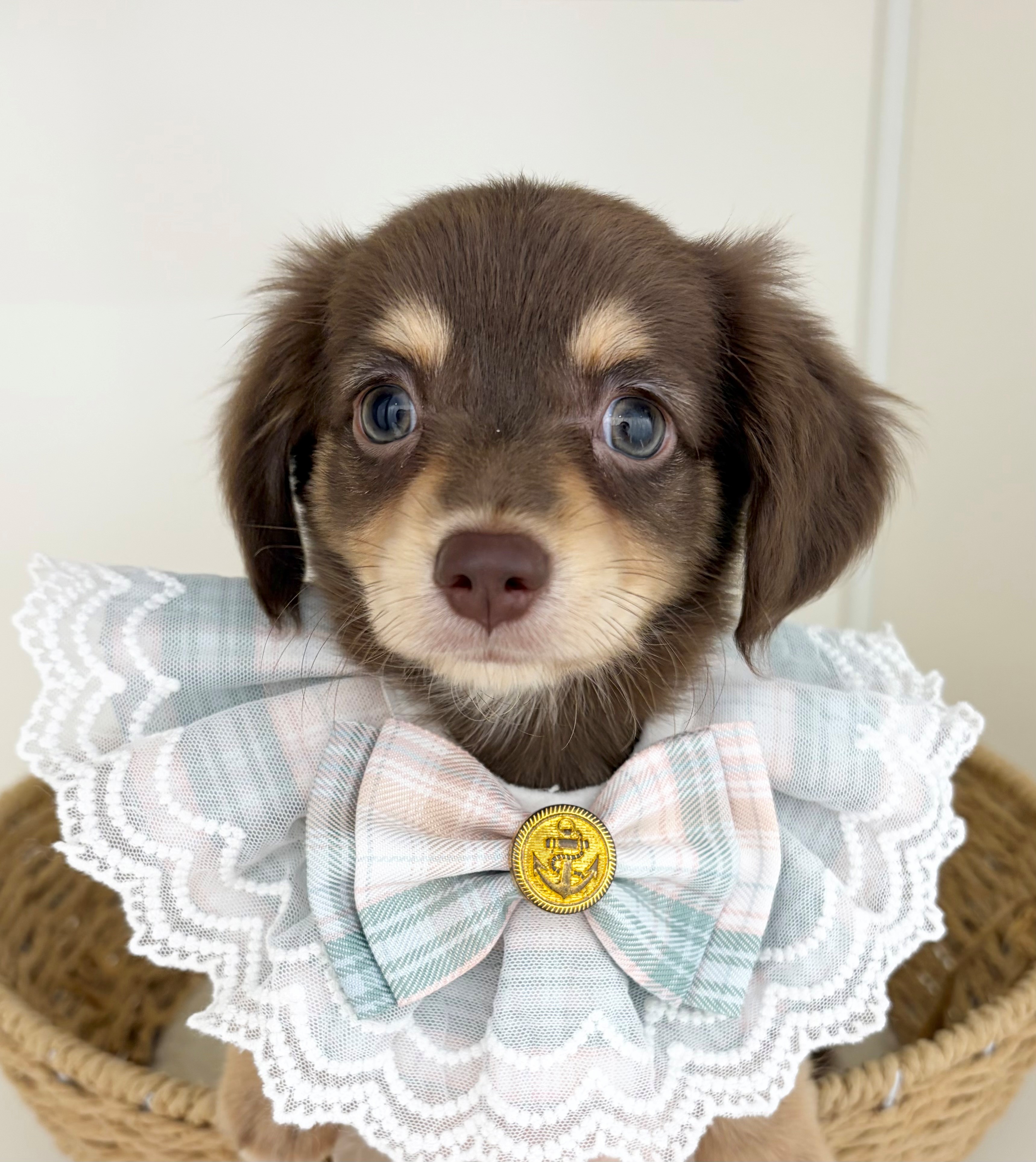 岐阜県のハーフ犬・ミックス犬 (ペッツワン可児店/2026年5月15日生まれ/男の子/チョコレートタン)の子犬