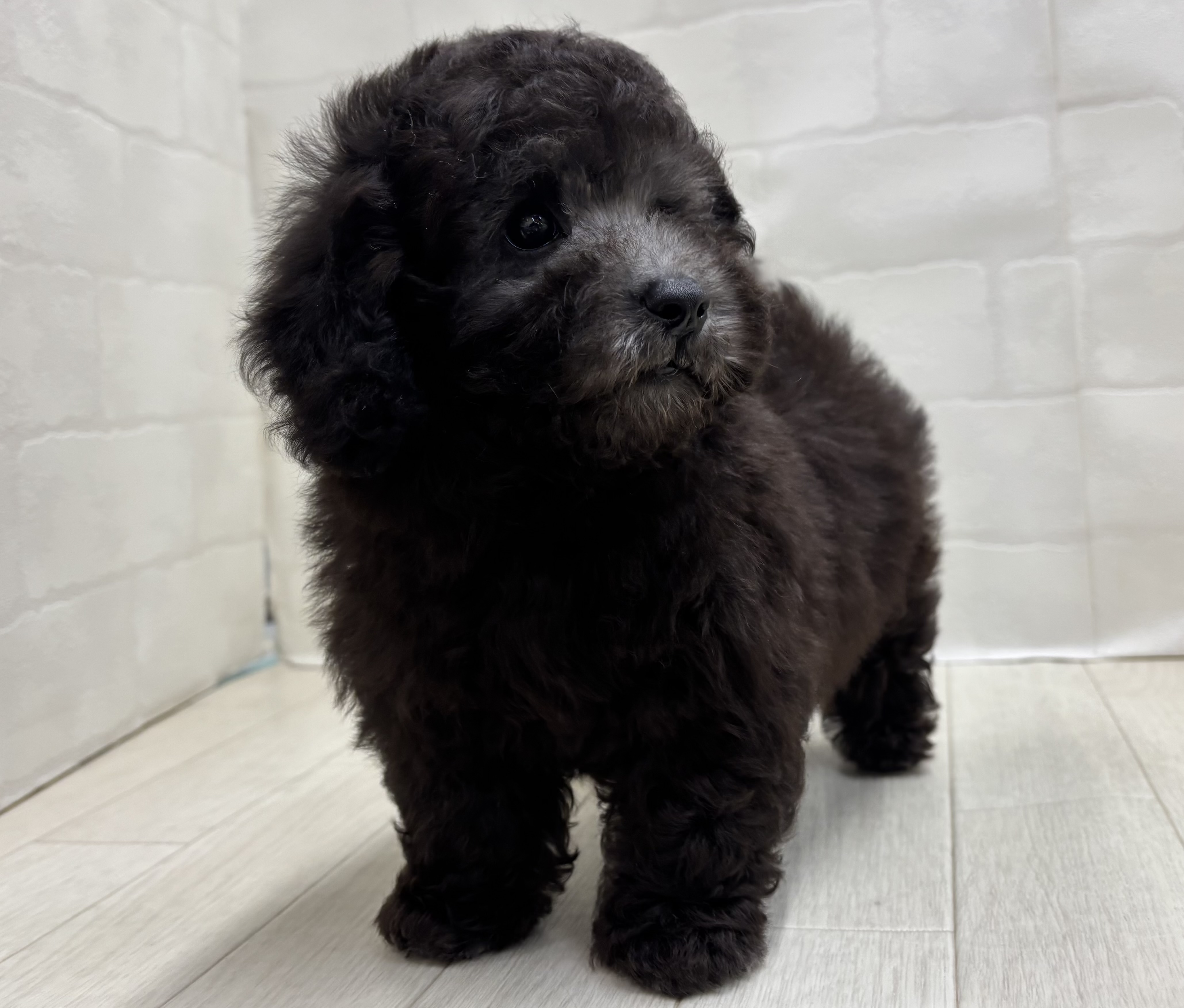 埼玉県のトイプードル(トイ) (ペッツワン大利根店/2026年5月4日生まれ/男の子/シルバー)の子犬の2枚目の画像