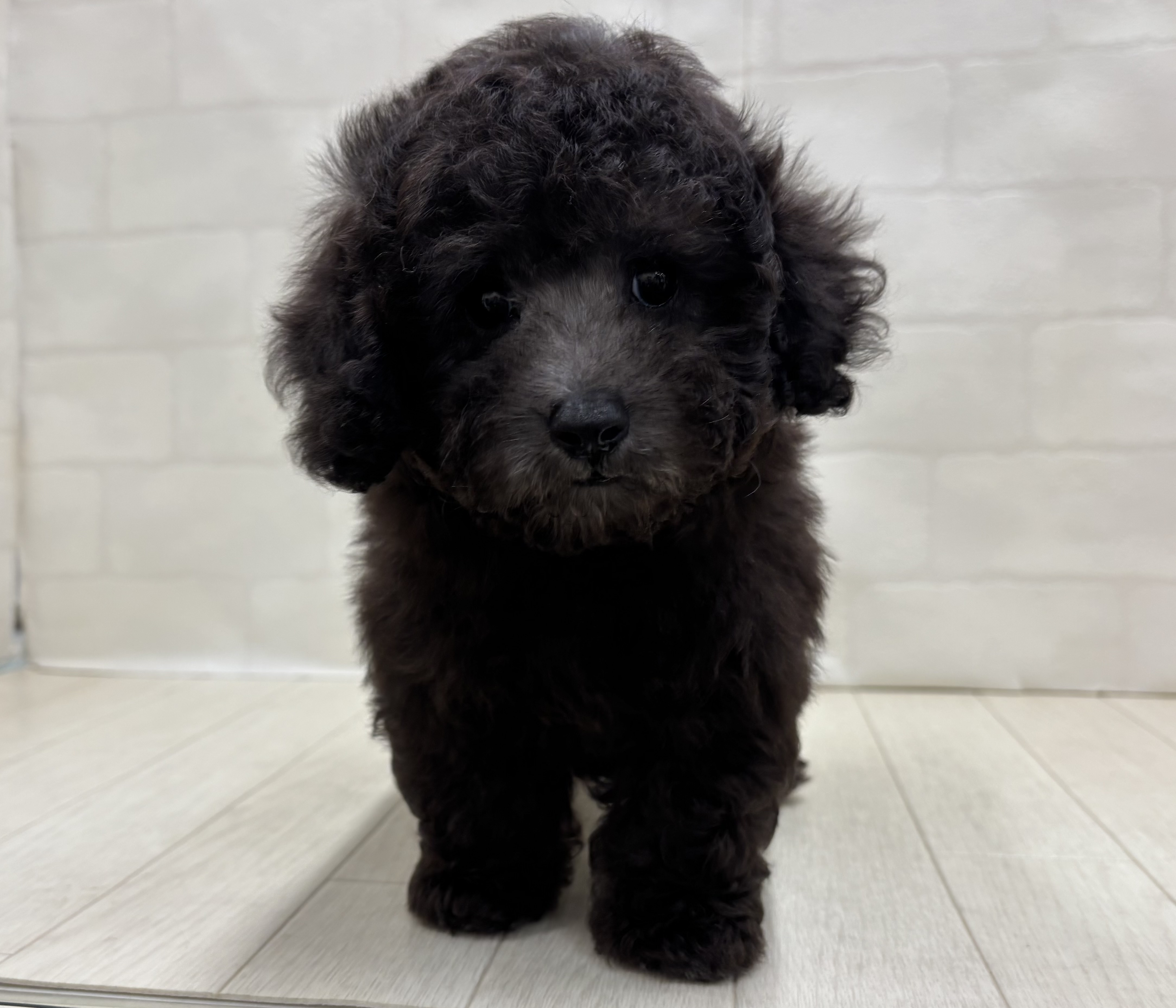 埼玉県のトイプードル(トイ) (ペッツワン大利根店/2026年5月4日生まれ/男の子/シルバー)の子犬の1枚目の画像