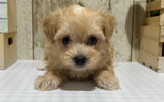 静岡県のハーフ犬・ミックス犬 (ペッツワン浜松都田テクノ店/2026年5月23日生まれ/女の子/アプリコット)の子犬