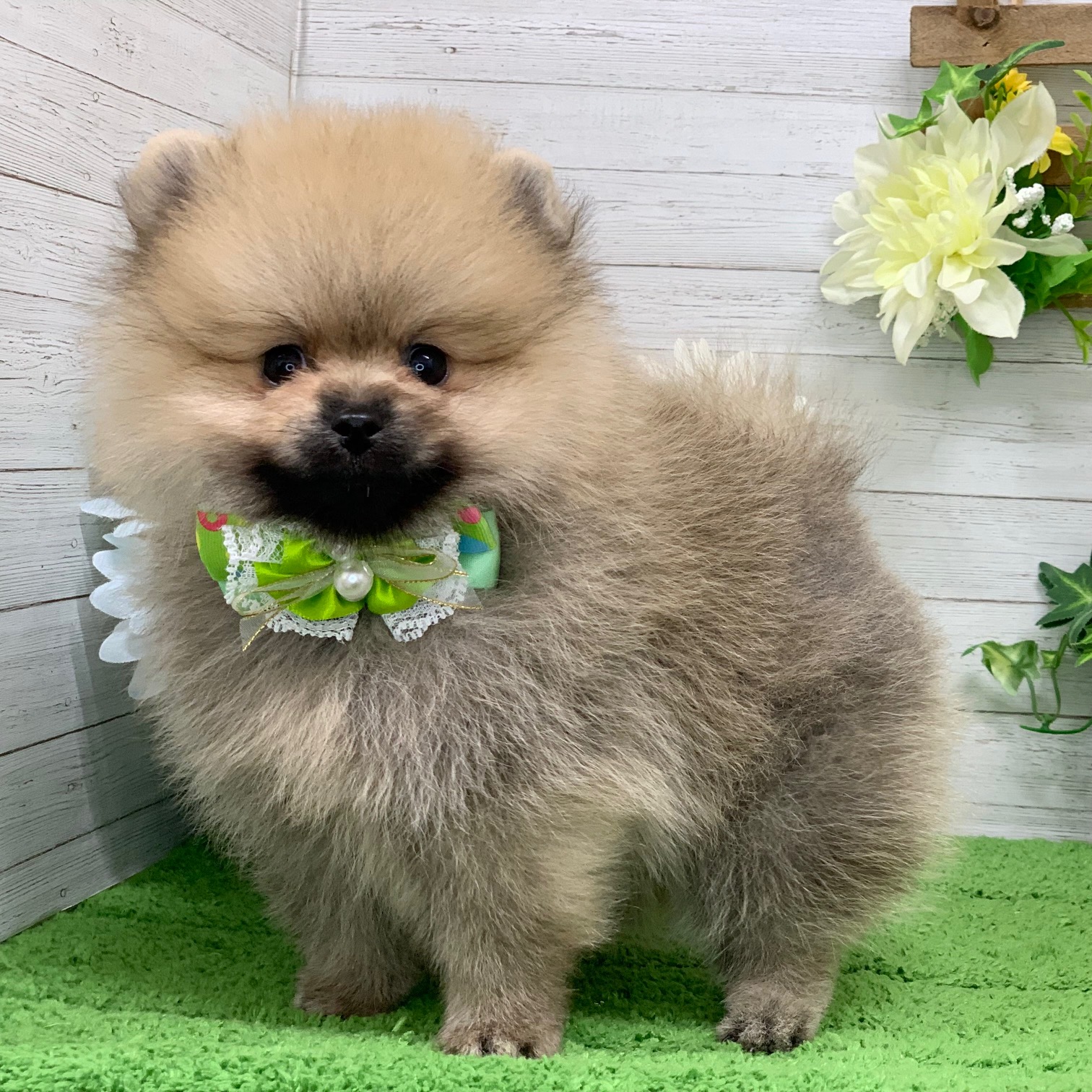 兵庫県のポメラニアン (ペッツワン神戸ひよどり台店/2026年5月19日生まれ/男の子/オレンジ)の子犬の2枚目の画像