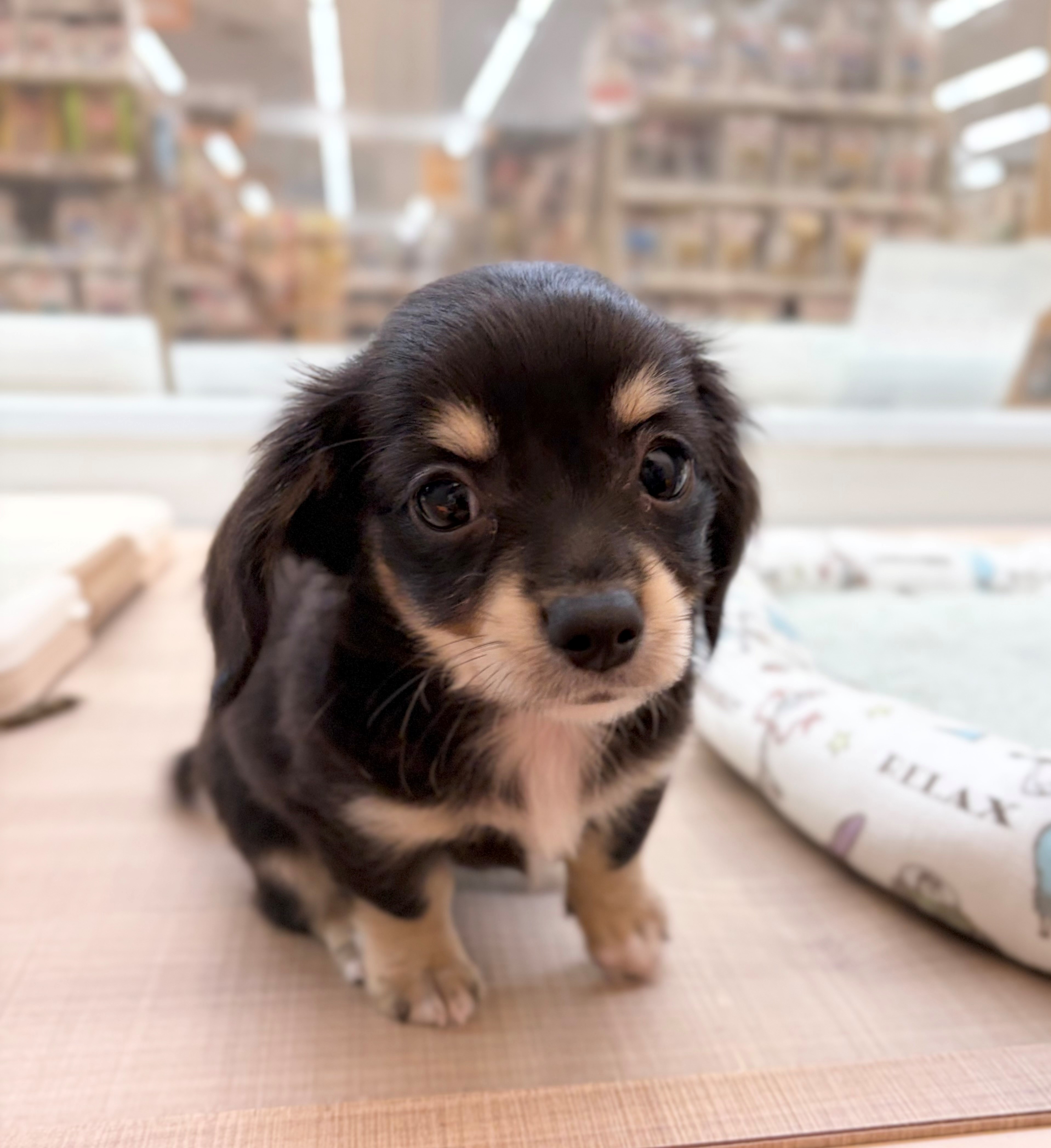 岐阜県のハーフ犬・ミックス犬 (ペッツワン可児店/2026年5月15日生まれ/女の子/ブラックタン)の子犬の3枚目の画像