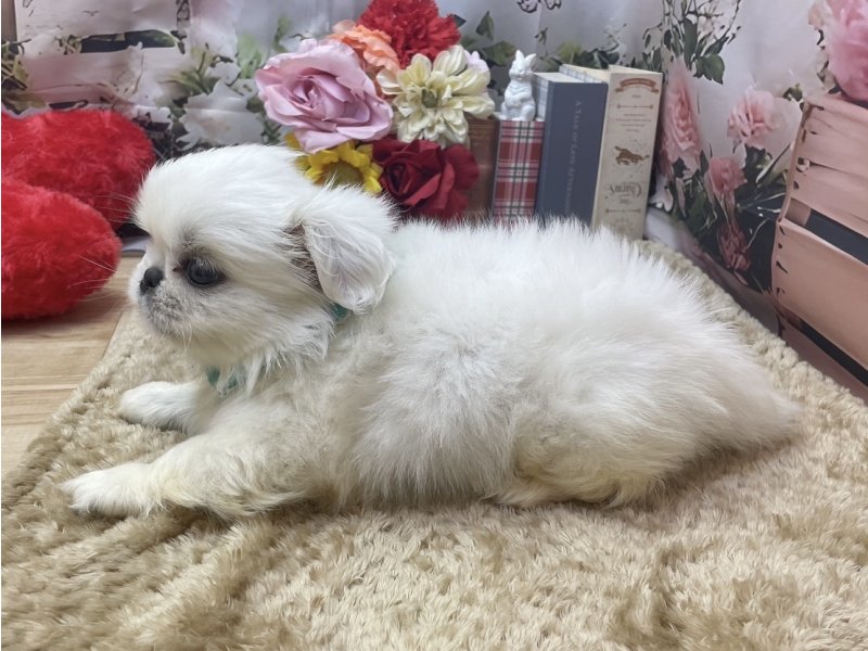 愛知県のペキニーズ (ペッツワン豊田四郷店/2026年2月27日生まれ/男の子/ホワイト)の子犬の3枚目の画像