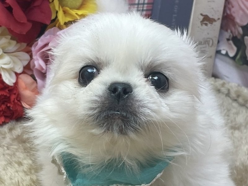 愛知県のペキニーズ (ペッツワン豊田四郷店/2026年2月27日生まれ/男の子/ホワイト)の子犬の1枚目の画像