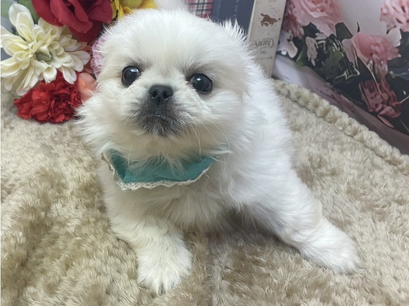 愛知県のペキニーズ (ペッツワン豊田四郷店/2026年2月27日生まれ/男の子/ホワイト)の子犬の2枚目の画像