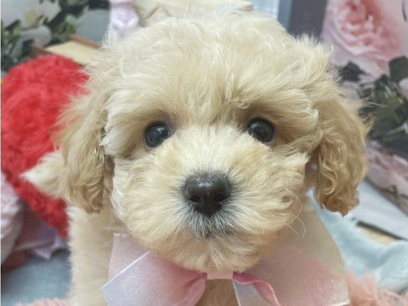 愛知県のハーフ犬・ミックス犬 (ペッツワン豊田四郷店/2026年4月5日生まれ/女の子/アプリコット)の子犬の1枚目の画像