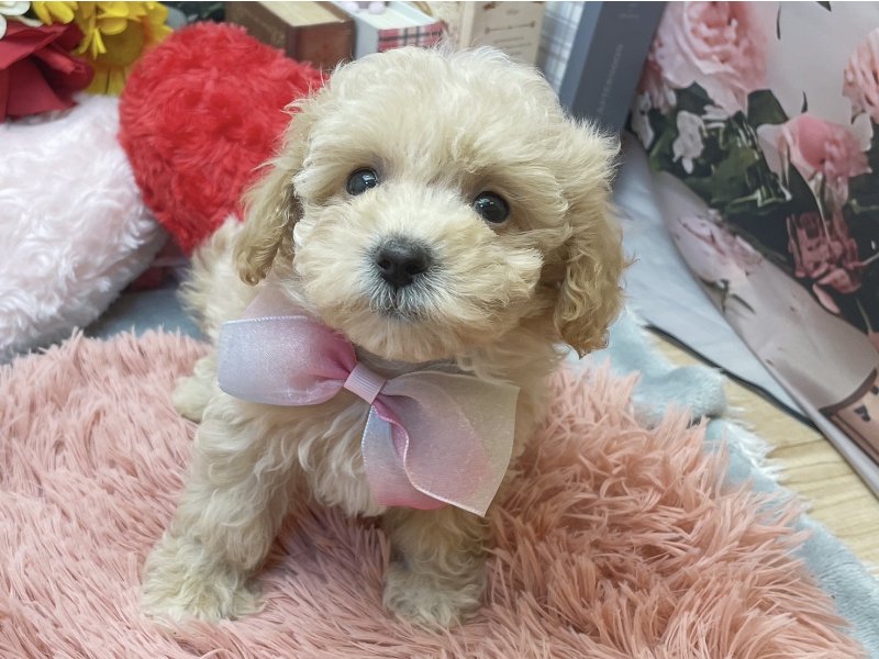 愛知県のハーフ犬・ミックス犬 (ペッツワン豊田四郷店/2026年4月5日生まれ/女の子/アプリコット)の子犬の2枚目の画像