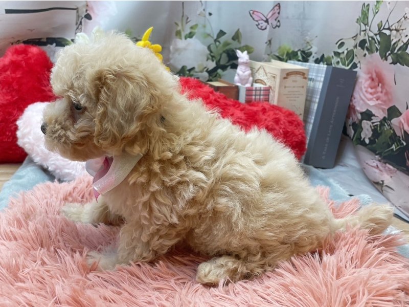 愛知県のハーフ犬・ミックス犬 (ペッツワン豊田四郷店/2026年4月5日生まれ/女の子/アプリコット)の子犬の3枚目の画像
