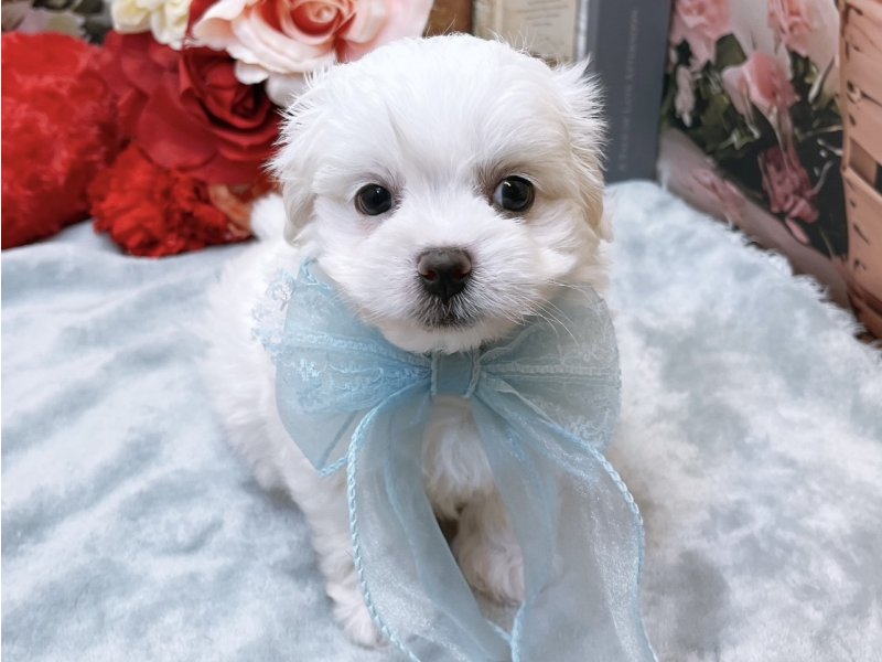 愛知県のハーフ犬・ミックス犬 (ペッツワン豊田四郷店/2026年4月12日生まれ/男の子/ホワイト)の子犬の2枚目の画像