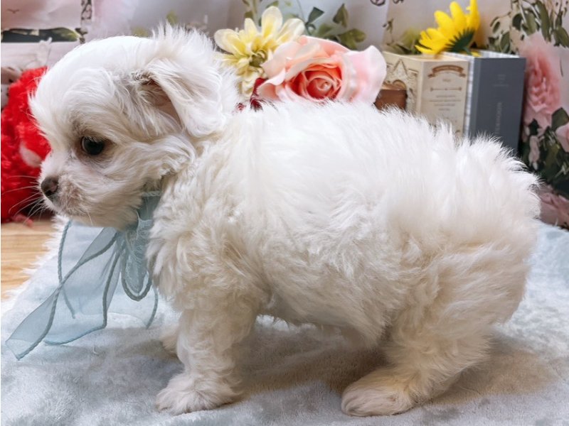 愛知県のハーフ犬・ミックス犬 (ペッツワン豊田四郷店/2026年4月12日生まれ/男の子/ホワイト)の子犬の3枚目の画像
