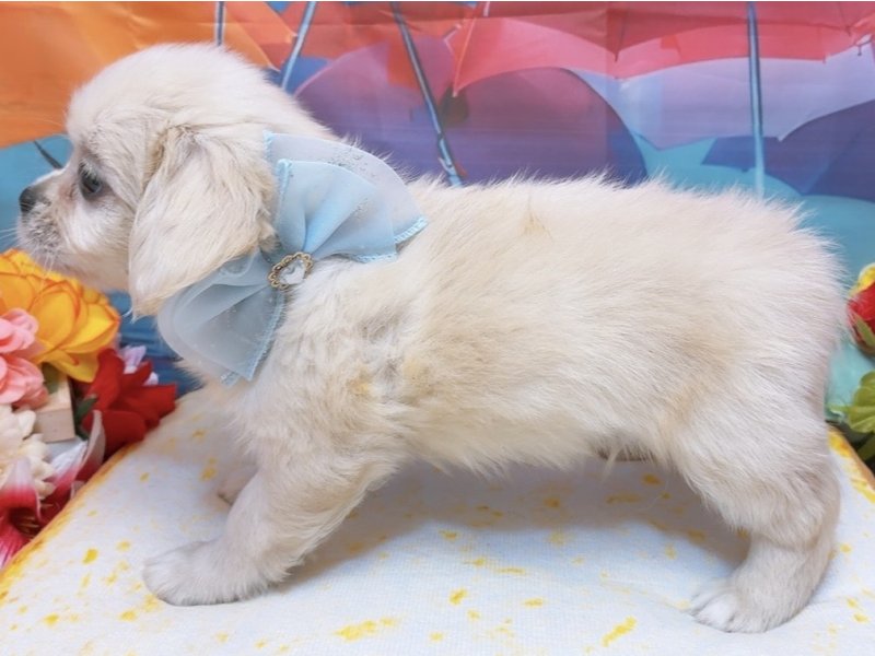 愛知県のハーフ犬・ミックス犬 (ペッツワン豊田四郷店/2026年4月11日生まれ/男の子/クリーム)の子犬の3枚目の画像