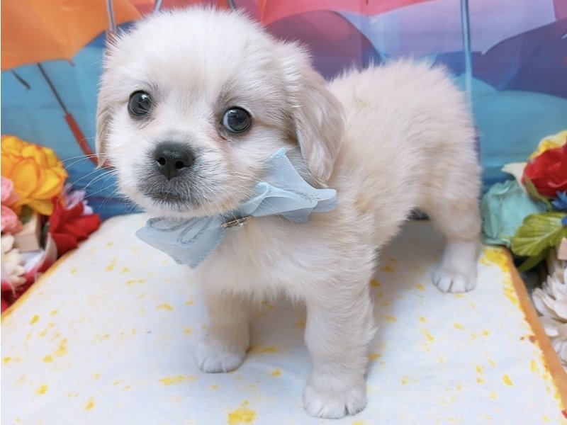 愛知県のハーフ犬・ミックス犬 (ペッツワン豊田四郷店/2026年4月11日生まれ/男の子/クリーム)の子犬の2枚目の画像