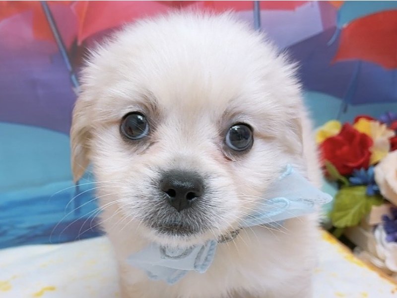 愛知県のハーフ犬・ミックス犬 (ペッツワン豊田四郷店/2026年4月11日生まれ/男の子/クリーム)の子犬の1枚目の画像