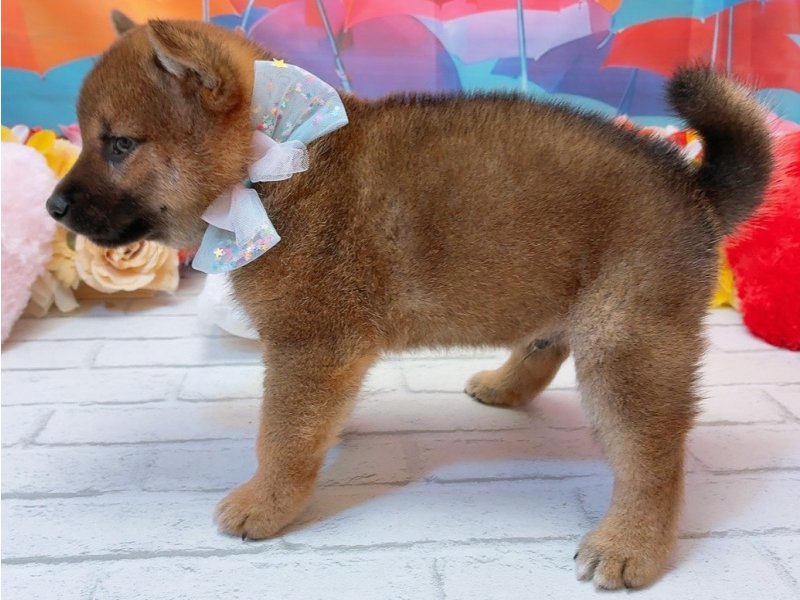 愛知県の柴犬(標準サイズ) (ペッツワン豊田四郷店/2026年5月16日生まれ/男の子/赤)の子犬の3枚目の画像