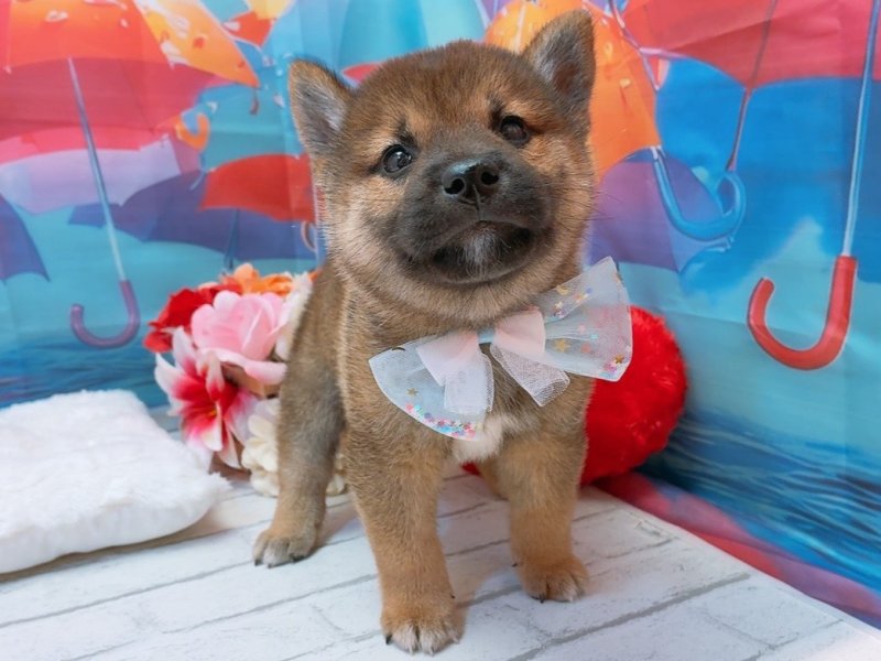 愛知県の柴犬(標準サイズ) (ペッツワン豊田四郷店/2026年5月16日生まれ/男の子/赤)の子犬の2枚目の画像