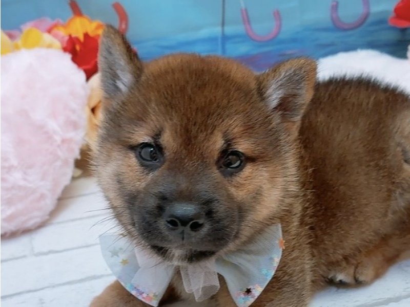愛知県の柴犬(標準サイズ) (ペッツワン豊田四郷店/2026年5月16日生まれ/男の子/赤)の子犬の1枚目の画像