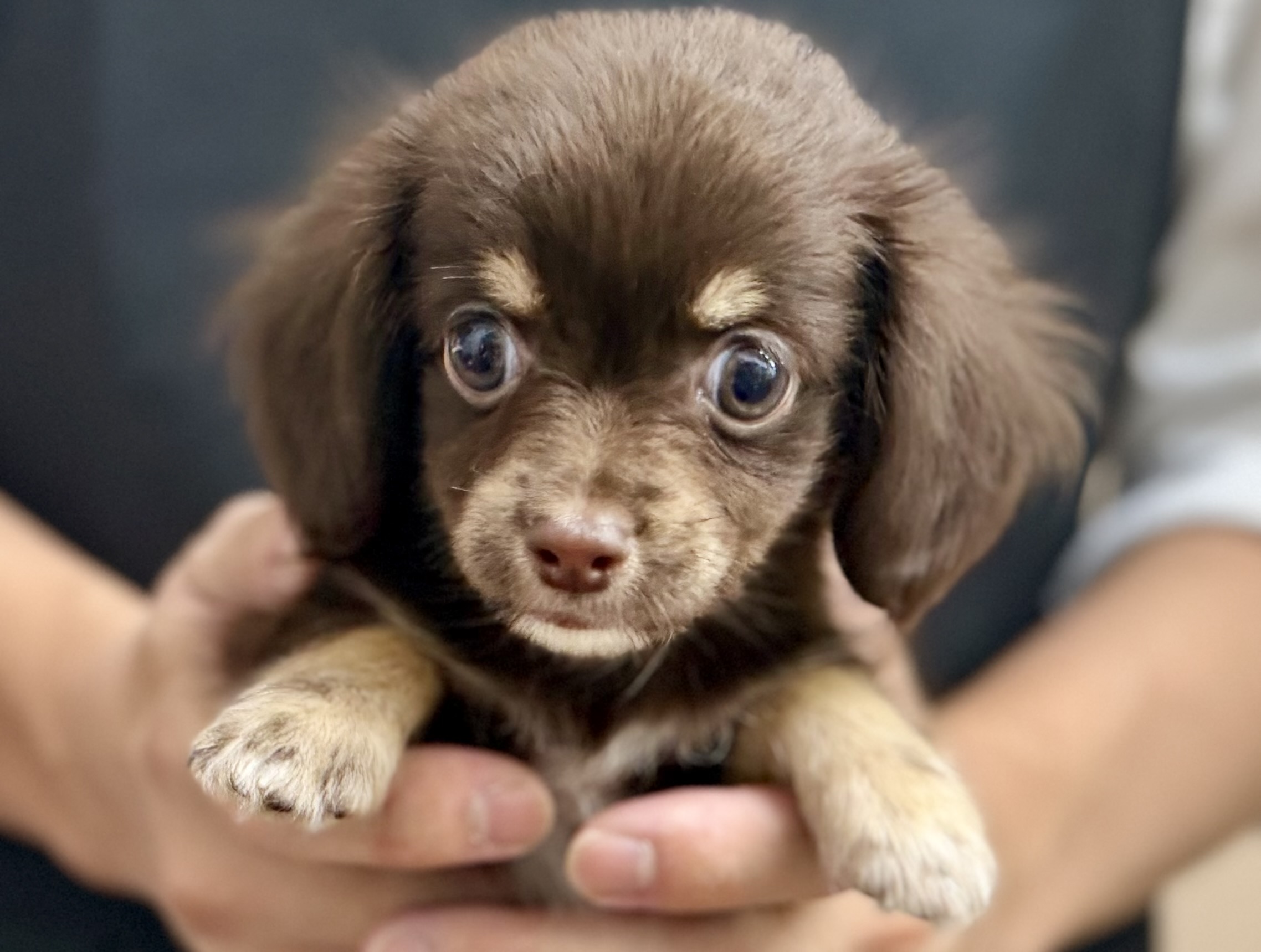 愛知県のハーフ犬・ミックス犬 (ペッツワン名古屋堀田店/2026年5月18日生まれ/女の子/チョコレートクリーム)の子犬