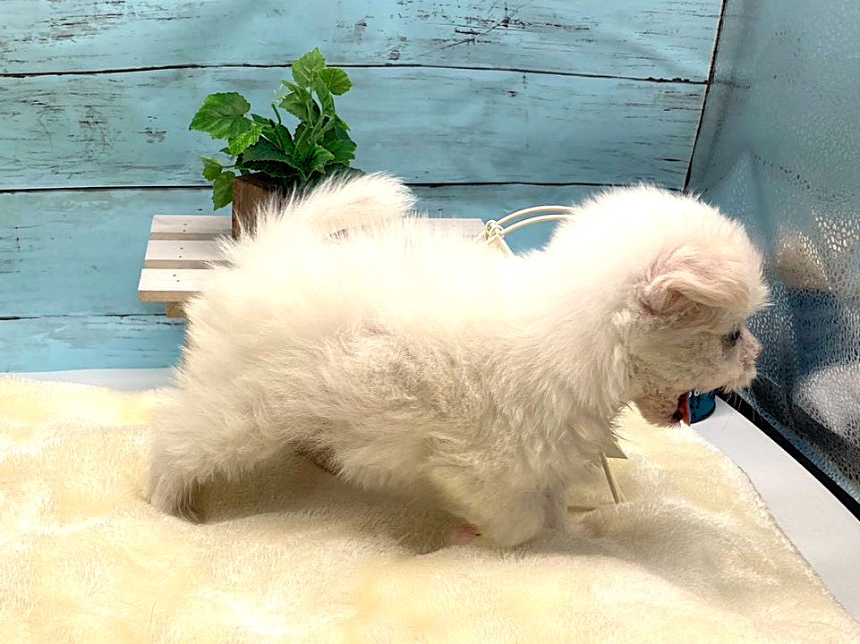 静岡県のハーフ犬・ミックス犬 (ペッツワン掛川店/2026年1月26日生まれ/男の子/クリーム)の子犬の2枚目の画像