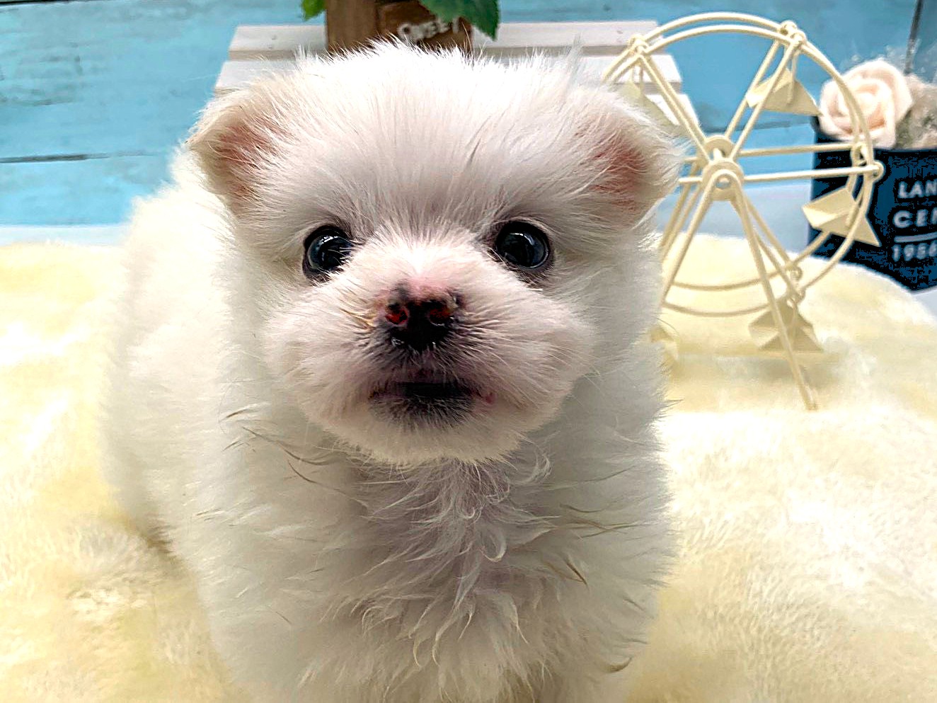 静岡県のハーフ犬・ミックス犬 (ペッツワン掛川店/2026年1月26日生まれ/男の子/クリーム)の子犬の1枚目の画像