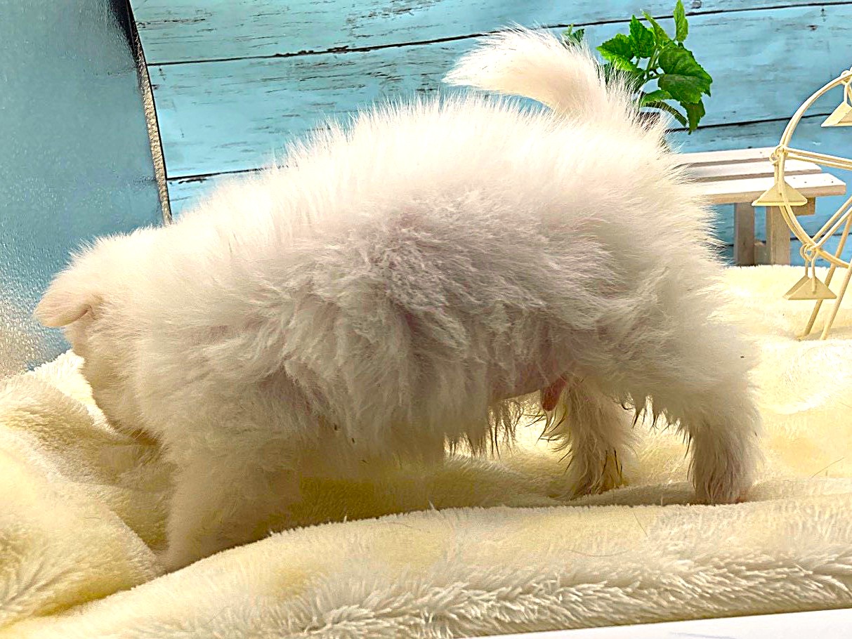 静岡県のハーフ犬・ミックス犬 (ペッツワン掛川店/2026年1月26日生まれ/男の子/クリーム)の子犬の3枚目の画像