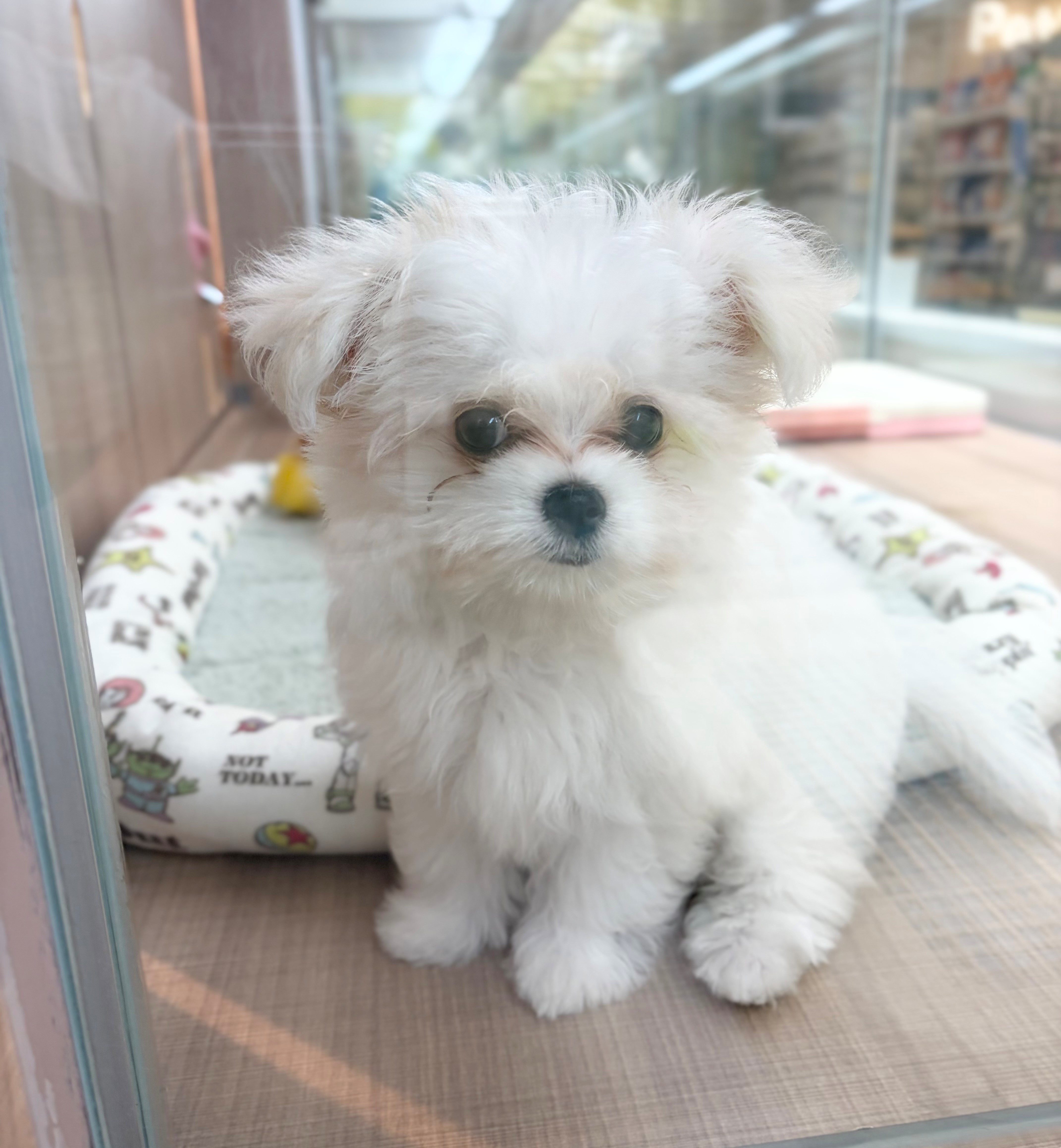 岐阜県のハーフ犬・ミックス犬 (ペッツワン可児店/2026年5月1日生まれ/女の子/クリームホワイト)の子犬の3枚目の画像