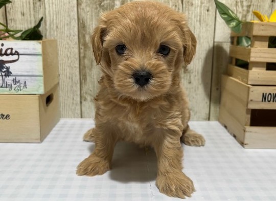静岡県のハーフ犬・ミックス犬 (ペッツワン浜松都田テクノ店/2026年5月23日生まれ/男の子/アプリコット)の子犬