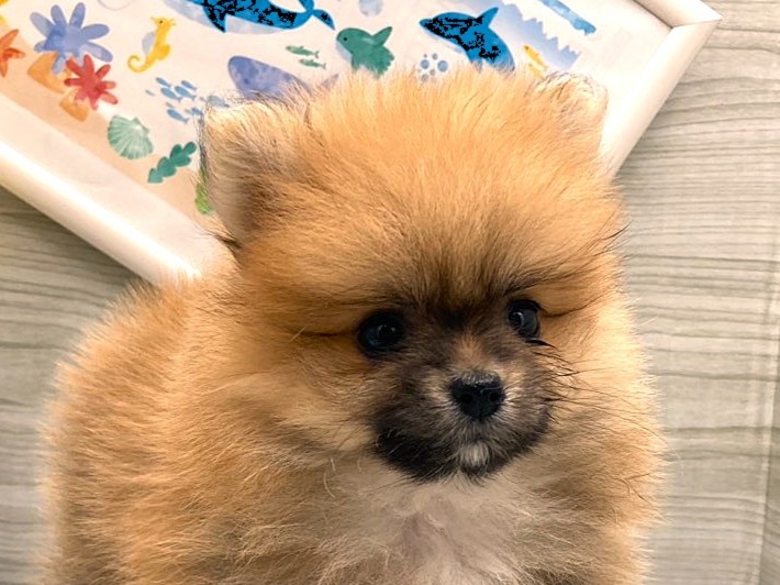 京都府のポメラニアン (ペッツワン木津川店/2026年5月18日生まれ/女の子/オレンジ)の子犬の1枚目の画像