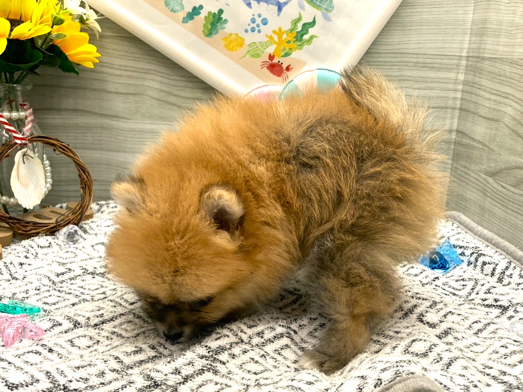 京都府のポメラニアン (ペッツワン木津川店/2026年5月18日生まれ/女の子/オレンジ)の子犬の3枚目の画像
