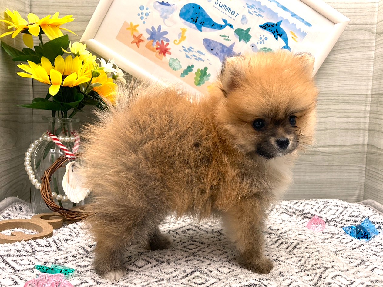 京都府のポメラニアン (ペッツワン木津川店/2026年5月18日生まれ/女の子/オレンジ)の子犬の2枚目の画像