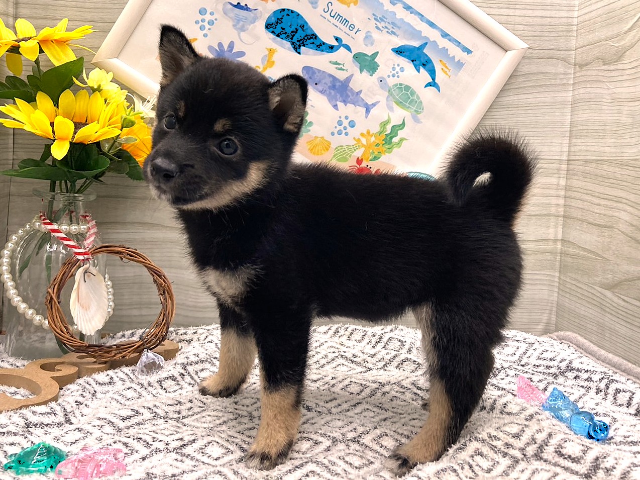 京都府の豆柴 (ペッツワン木津川店/2026年5月19日生まれ/女の子/黒)の子犬の3枚目の画像