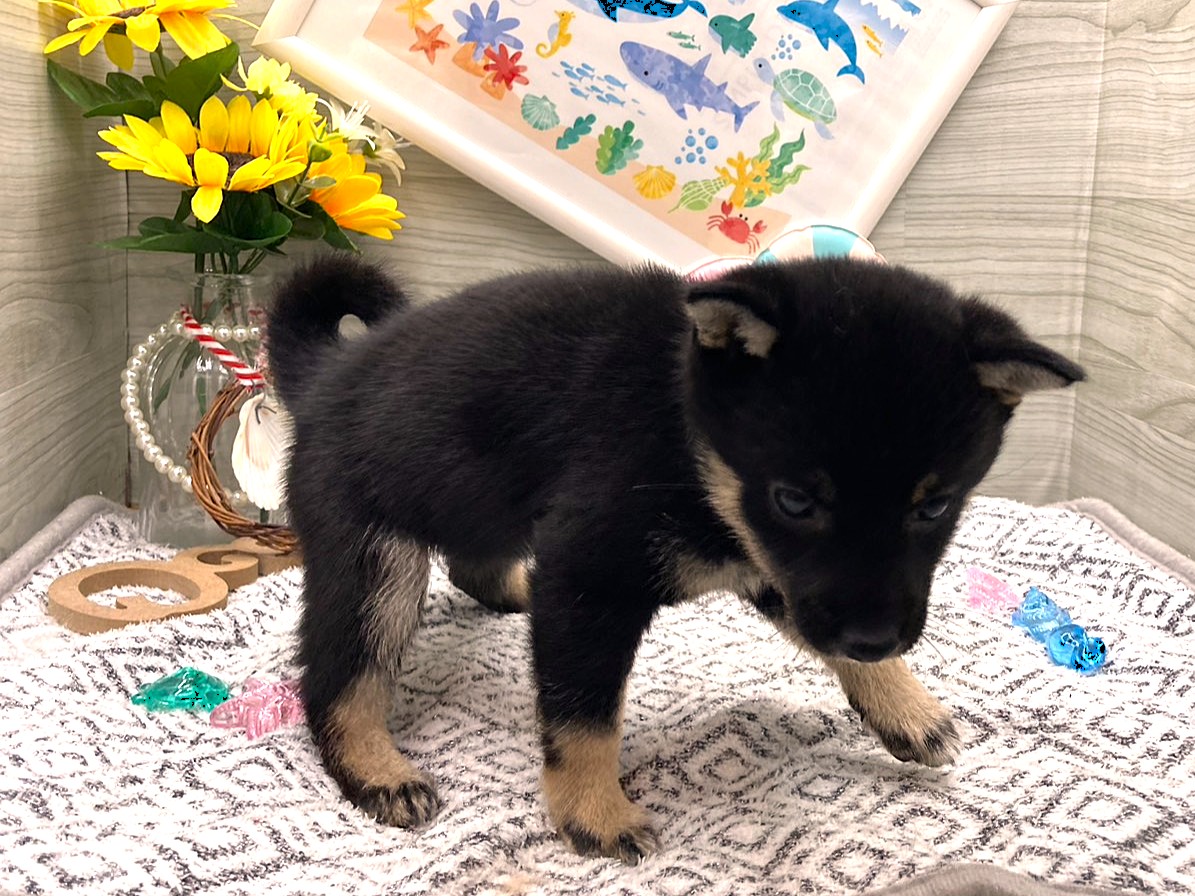 京都府の豆柴 (ペッツワン木津川店/2026年5月19日生まれ/女の子/黒)の子犬の2枚目の画像