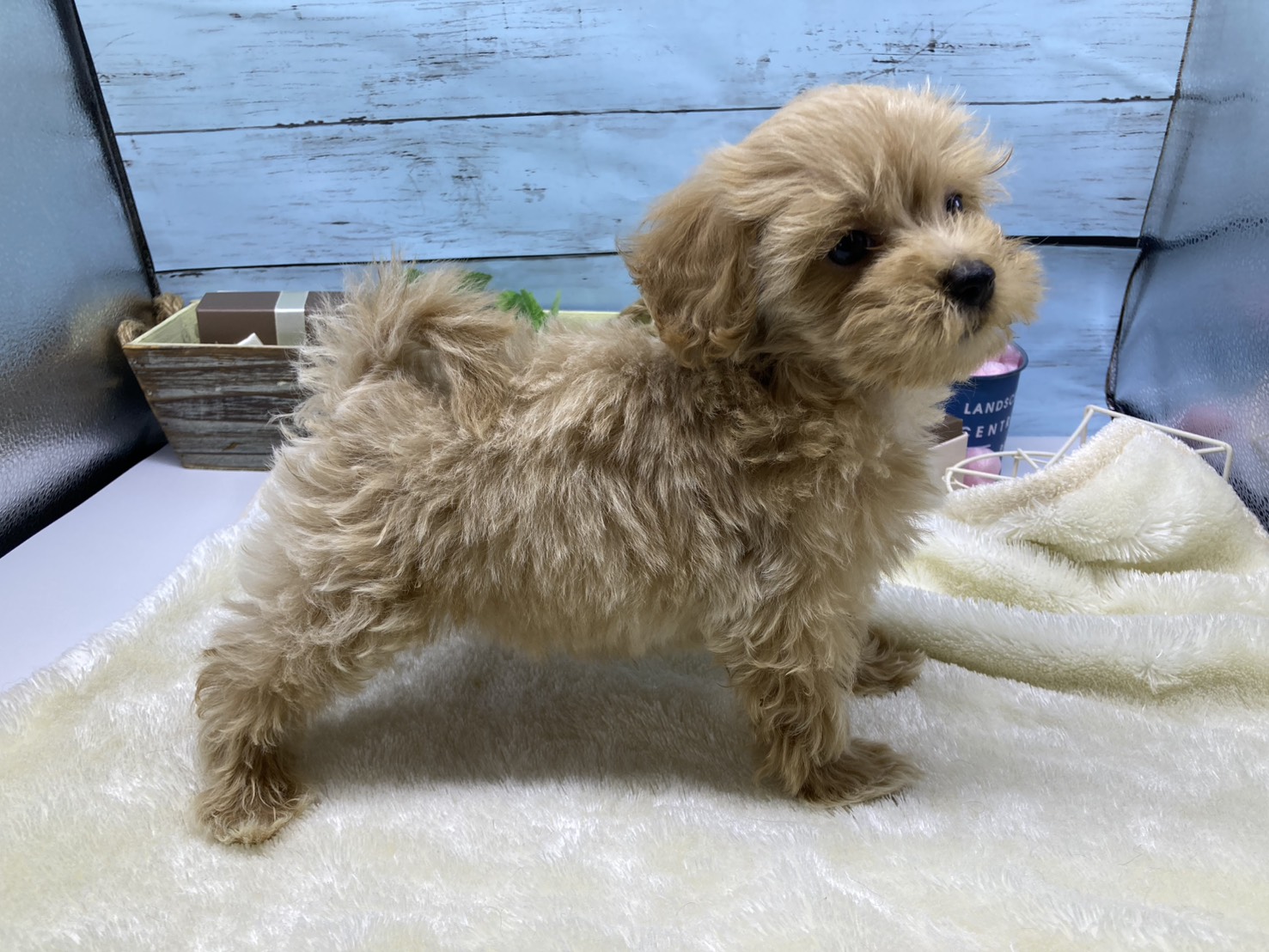 静岡県のハーフ犬・ミックス犬 (ペッツワン藤枝店/2026年5月20日生まれ/男の子/その他色)の子犬の3枚目の画像