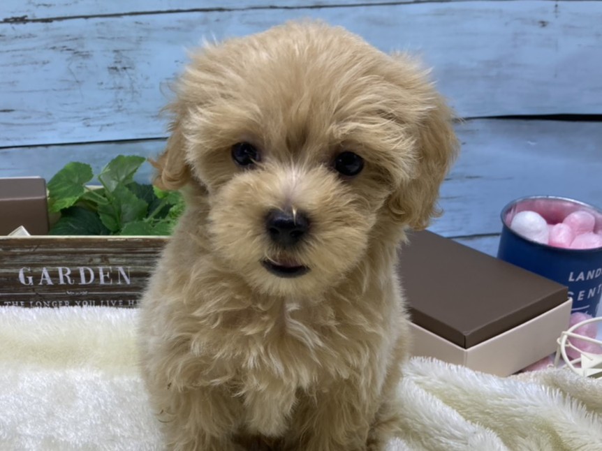 静岡県のハーフ犬・ミックス犬 (ペッツワン藤枝店/2026年5月20日生まれ/男の子/その他色)の子犬の2枚目の画像