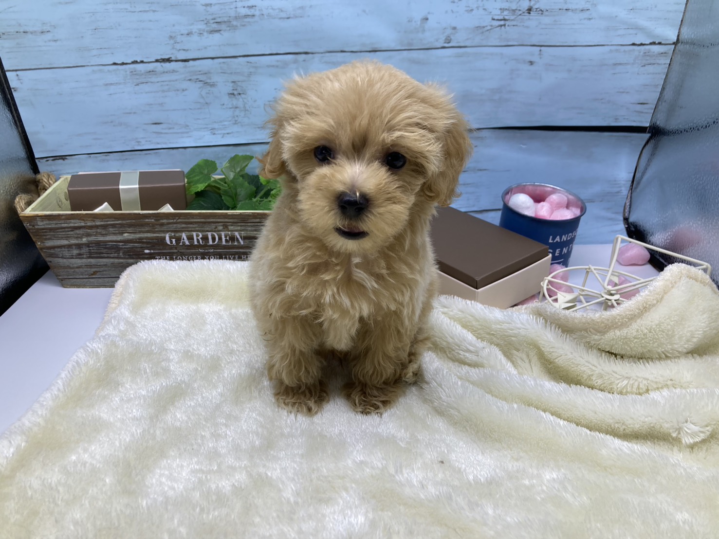 静岡県のハーフ犬・ミックス犬 (ペッツワン藤枝店/2026年5月20日生まれ/男の子/その他色)の子犬の1枚目の画像