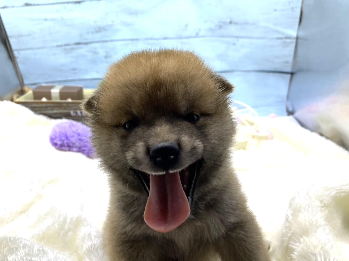 静岡県の豆柴 (ペッツワン藤枝店/2026年5月23日生まれ/男の子/その他色)の子犬の2枚目の画像