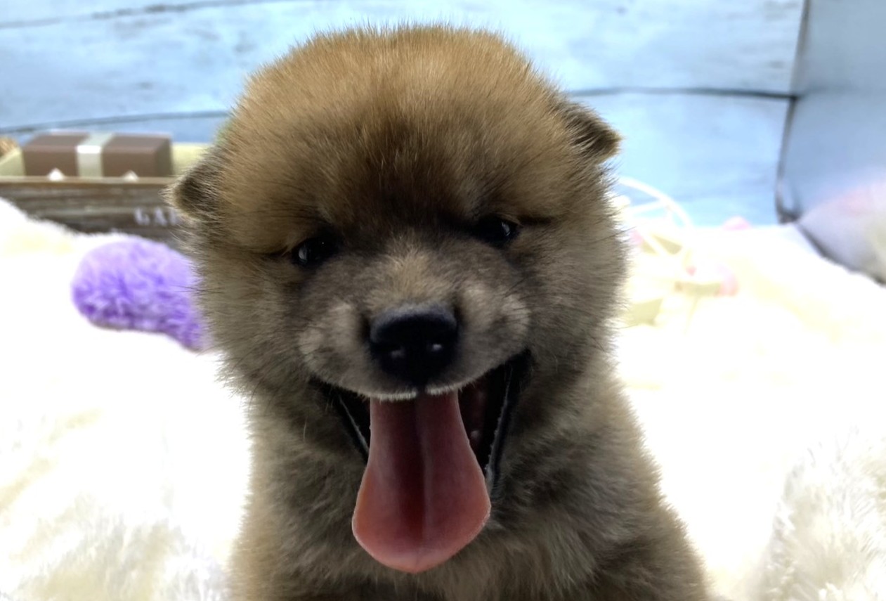 静岡県の豆柴 (ペッツワン藤枝店/2026年5月23日生まれ/男の子/その他色)の子犬の1枚目の画像