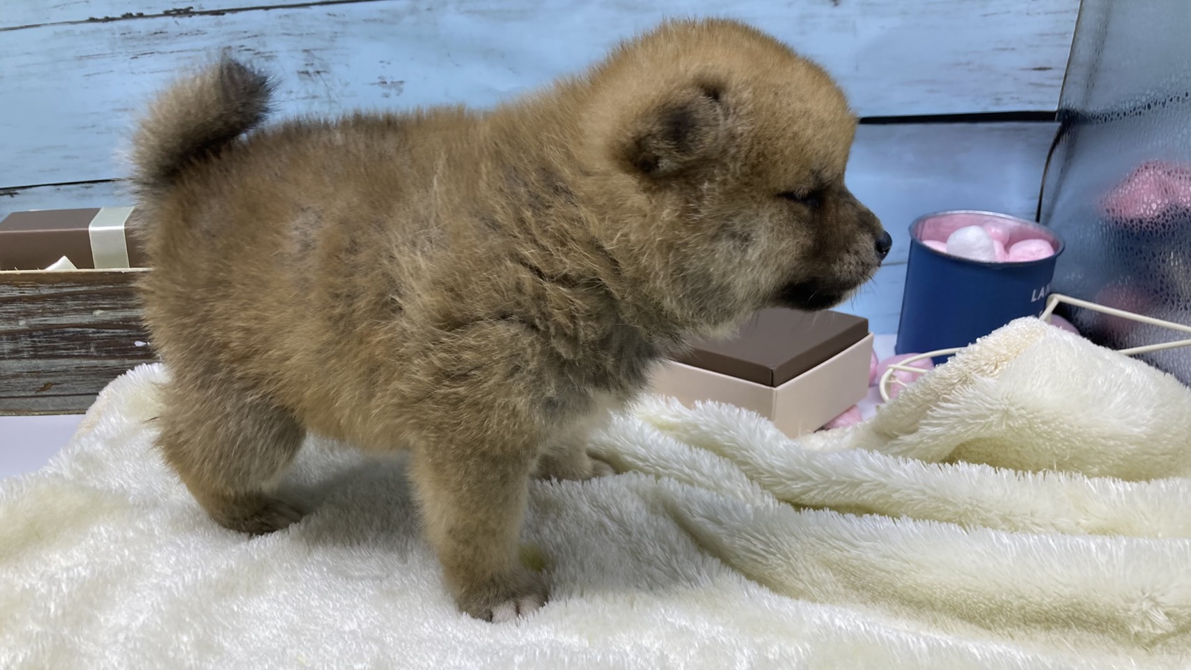 静岡県の豆柴 (ペッツワン藤枝店/2026年5月23日生まれ/男の子/その他色)の子犬の3枚目の画像