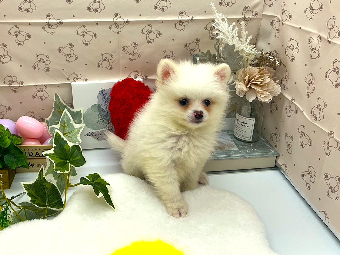 静岡県のポメラニアン (ペッツワン藤枝店/2026年2月10日生まれ/男の子/ホワイト)の子犬の1枚目の画像