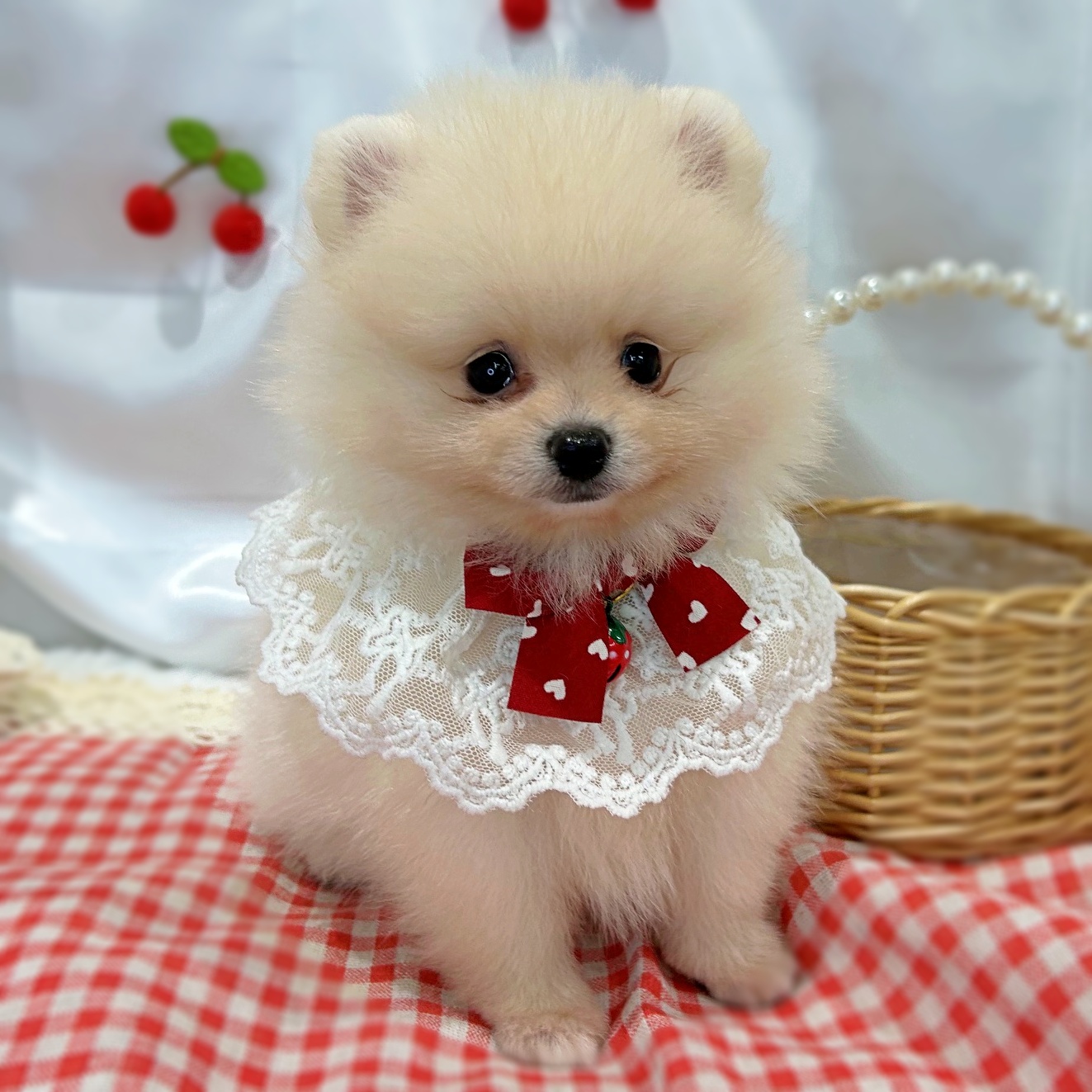 滋賀県のポメラニアン (ペッツワン堅田店/2026年5月20日生まれ/女の子/クリーム)の子犬の1枚目の画像