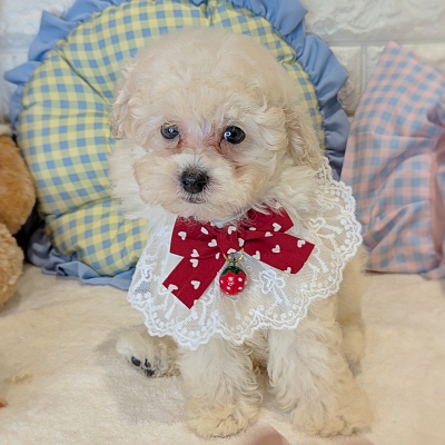 京都府のトイプードル(トイ) (ペッツワン亀岡店/2026年5月26日生まれ/男の子/ホワイト)の子犬の2枚目の画像