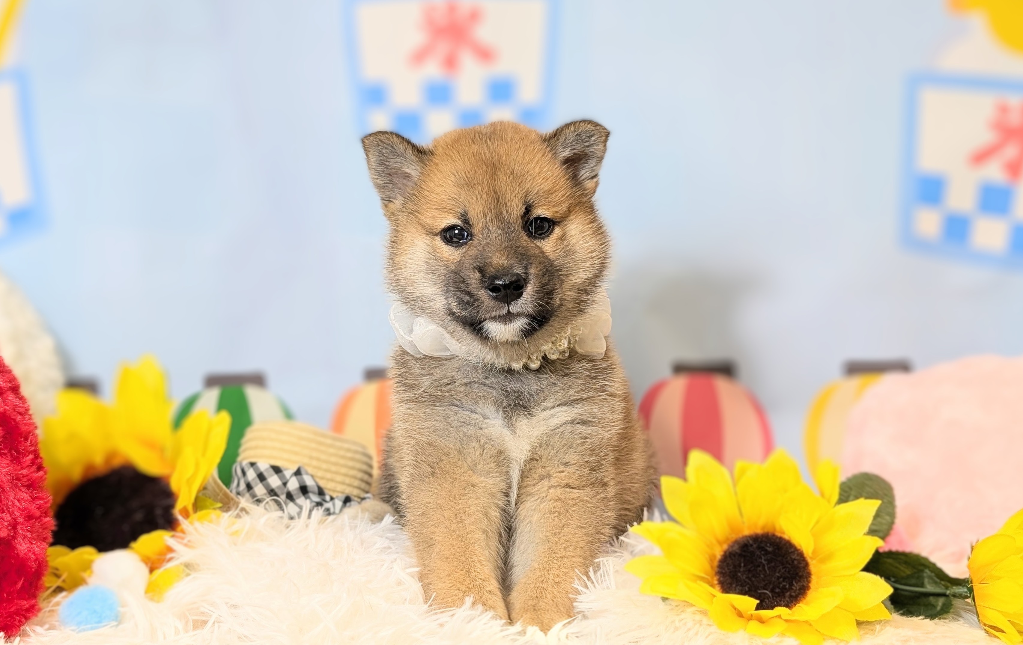 兵庫県の柴犬(標準サイズ) (ペッツワン神戸西神南店/2026年5月28日生まれ/男の子/赤)の子犬の2枚目の画像