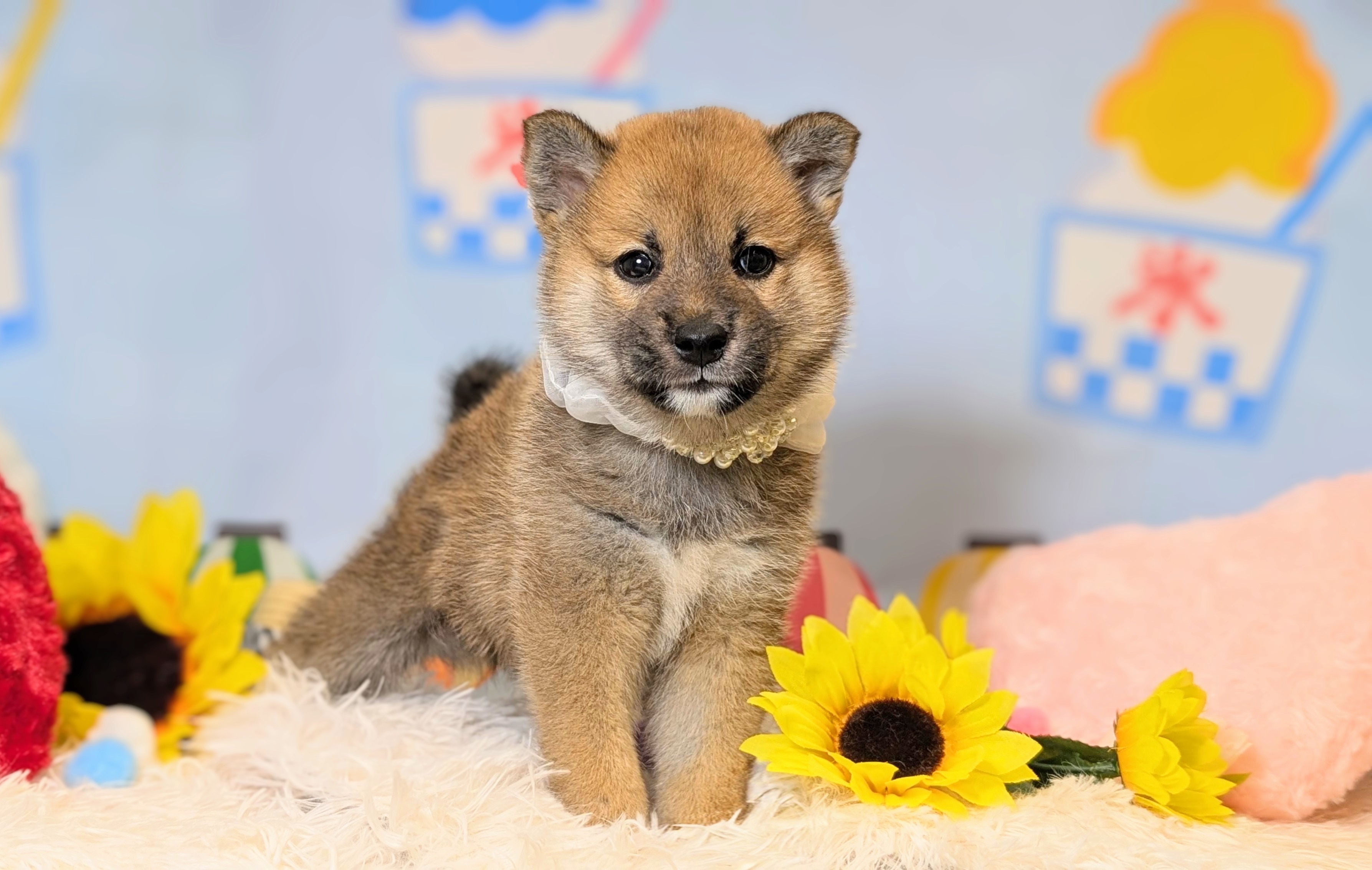 兵庫県の柴犬(標準サイズ) (ペッツワン神戸西神南店/2026年5月28日生まれ/男の子/赤)の子犬の1枚目の画像