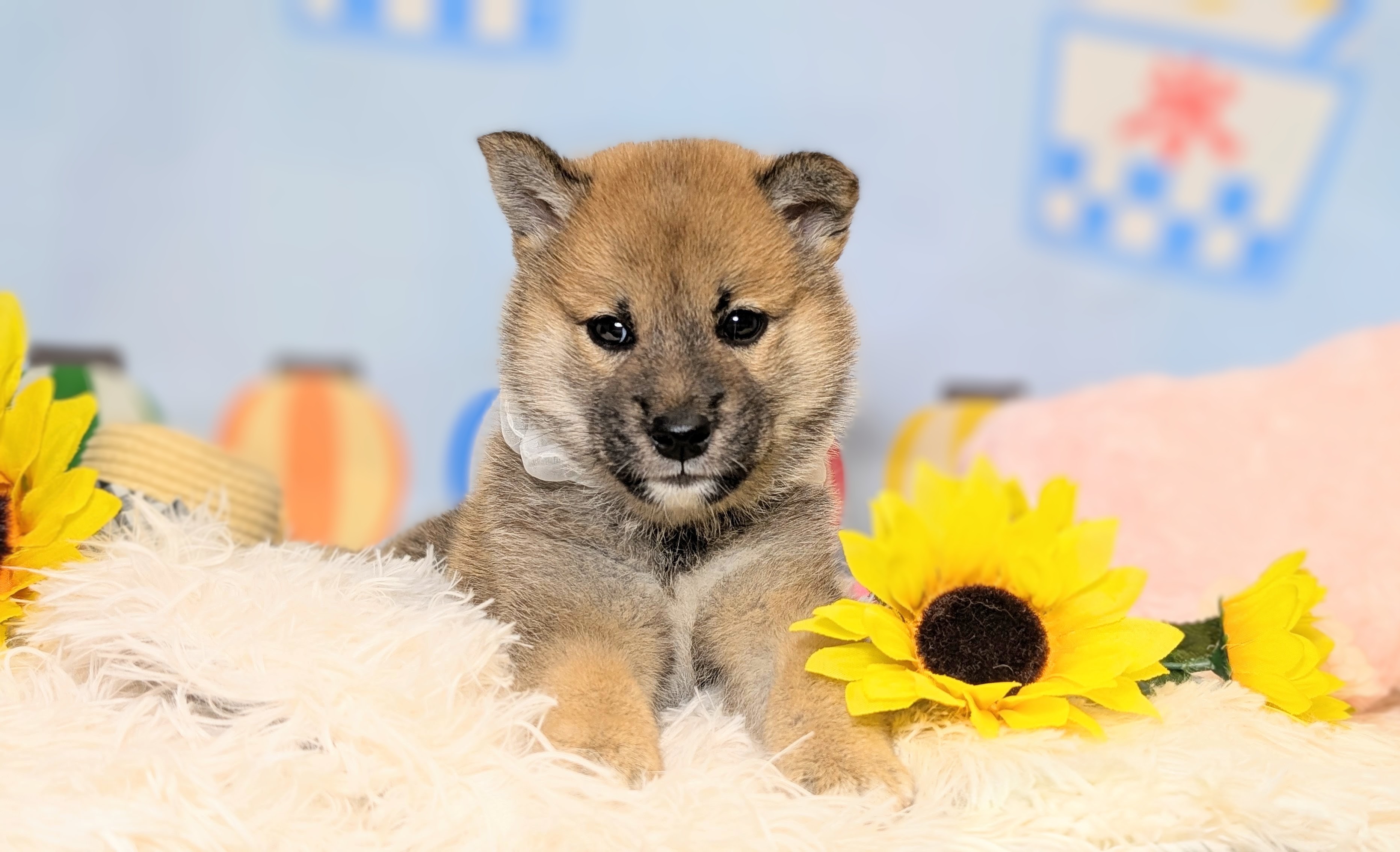 兵庫県の柴犬(標準サイズ) (ペッツワン神戸西神南店/2026年5月28日生まれ/男の子/赤)の子犬の3枚目の画像