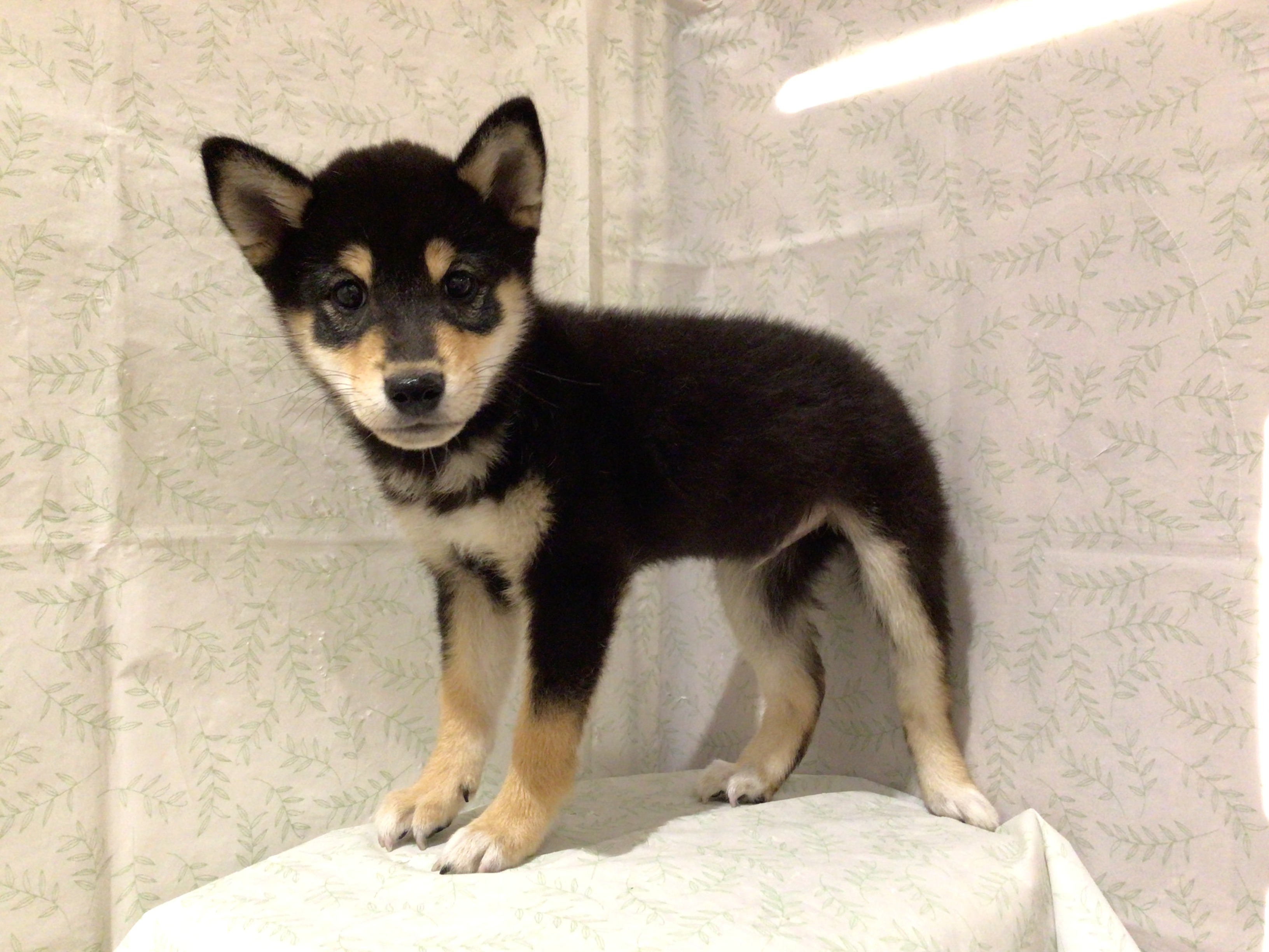 茨城県の柴犬(標準サイズ) (ペッツワン高萩店/2026年4月6日生まれ/男の子/黒)の子犬の2枚目の画像