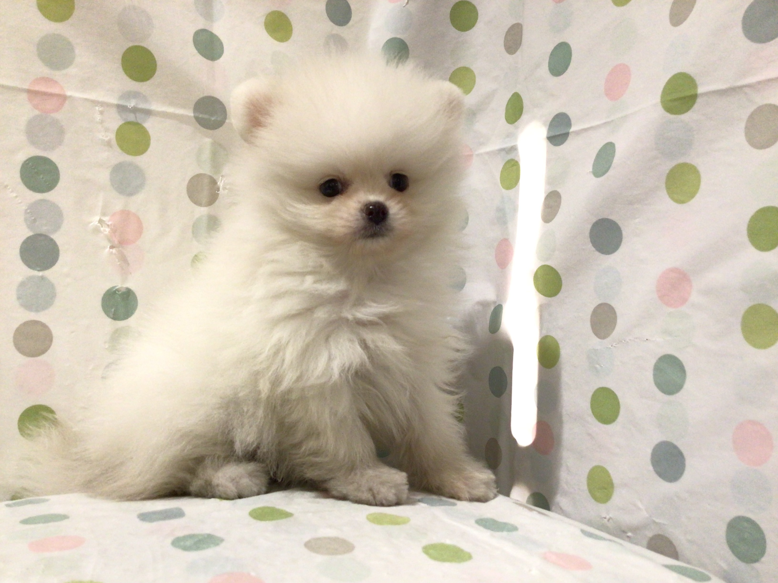 茨城県のポメラニアン (ペッツワン高萩店/2026年2月15日生まれ/女の子/クリーム)の子犬の1枚目の画像