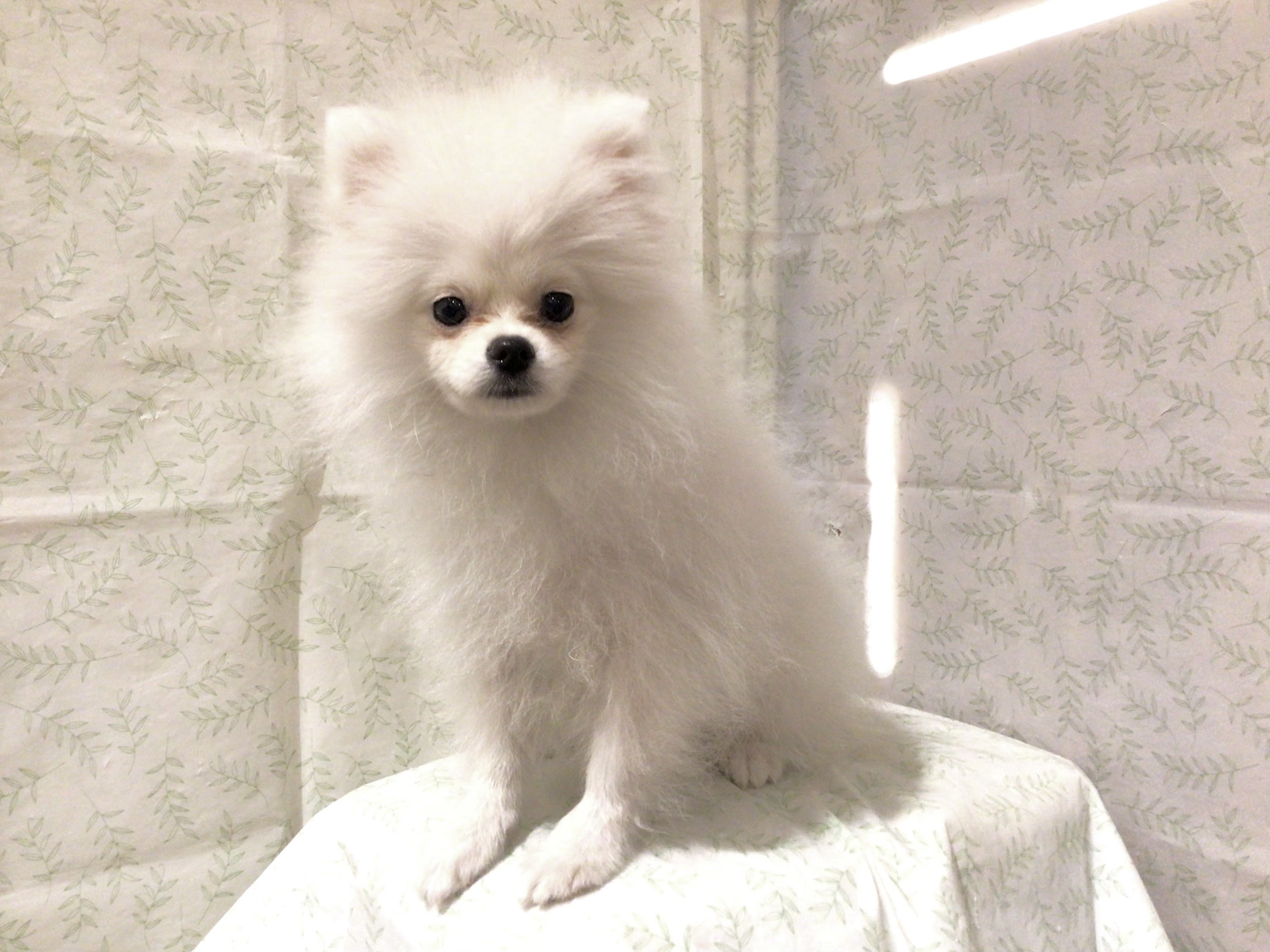 茨城県のポメラニアン (ペッツワン高萩店/2026年2月15日生まれ/女の子/クリーム)の子犬の3枚目の画像