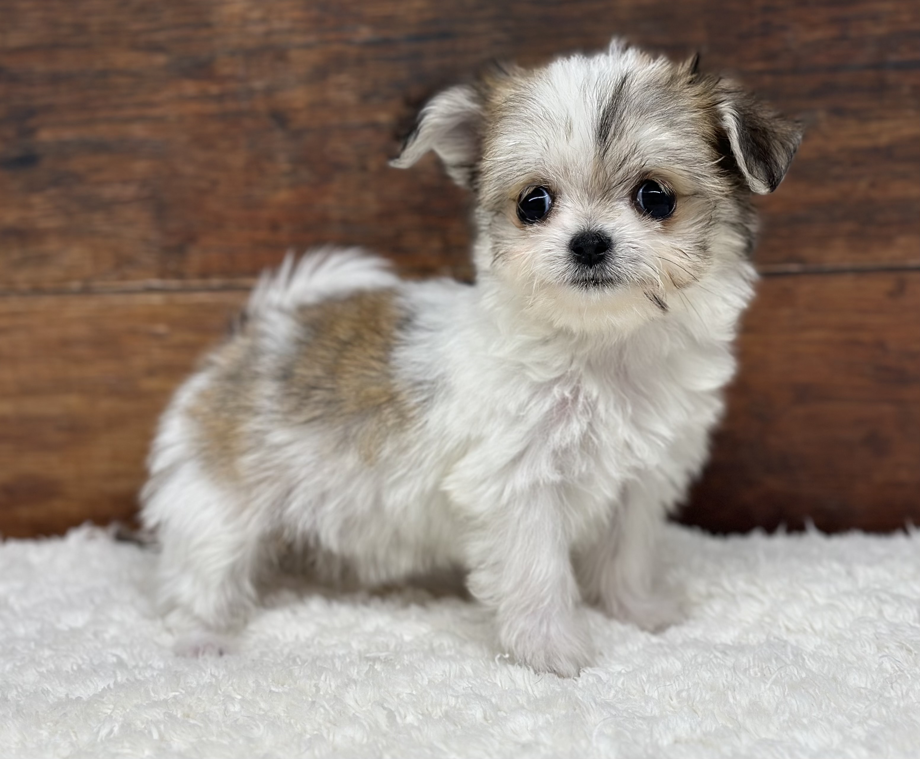 愛知県のハーフ犬・ミックス犬 (ペッツワン名古屋大高インター店/2026年5月26日生まれ/女の子/ホワイトフォーン)の子犬の2枚目の画像