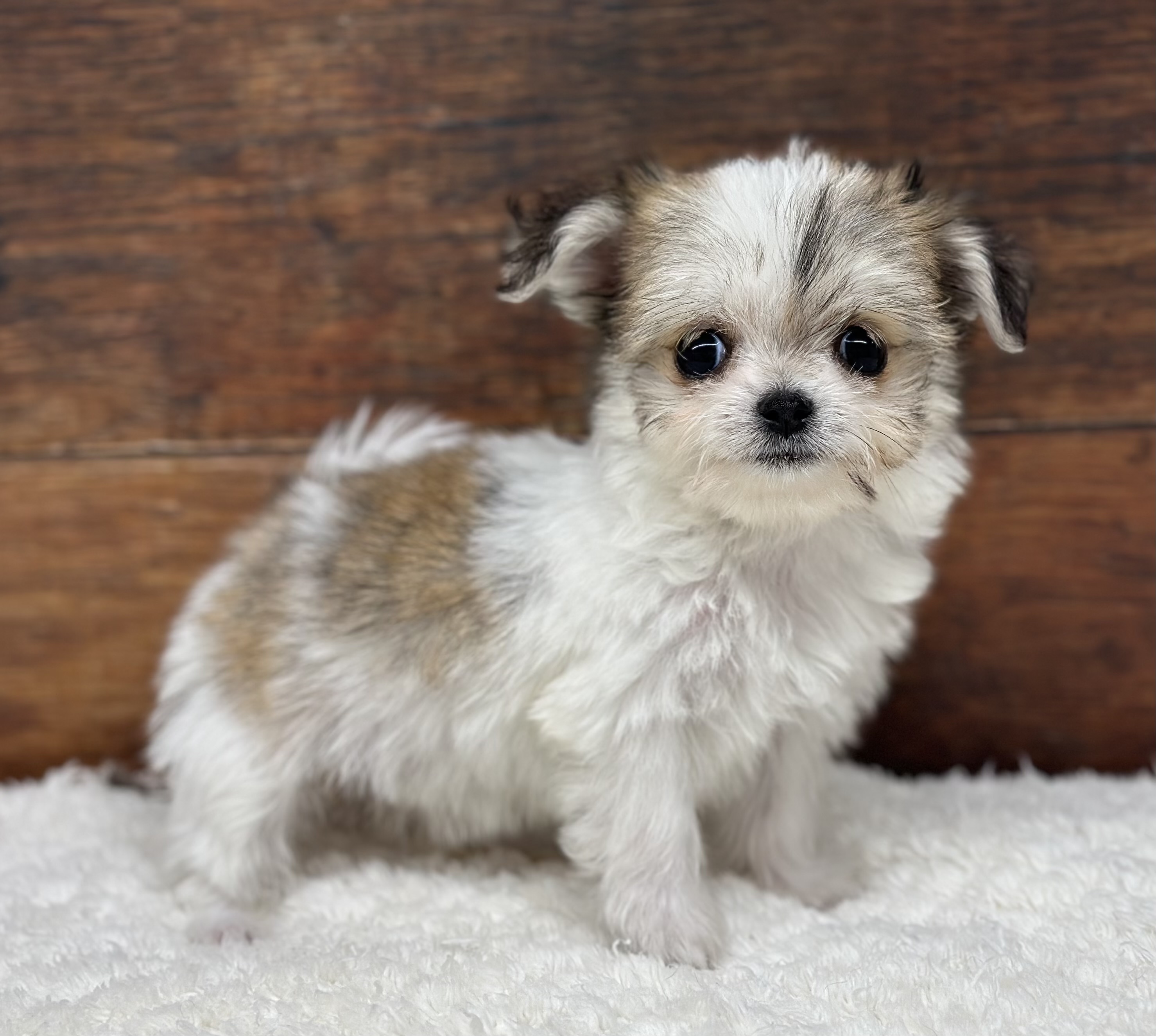 愛知県のハーフ犬・ミックス犬 (ペッツワン名古屋大高インター店/2026年5月26日生まれ/女の子/ホワイトフォーン)の子犬の1枚目の画像