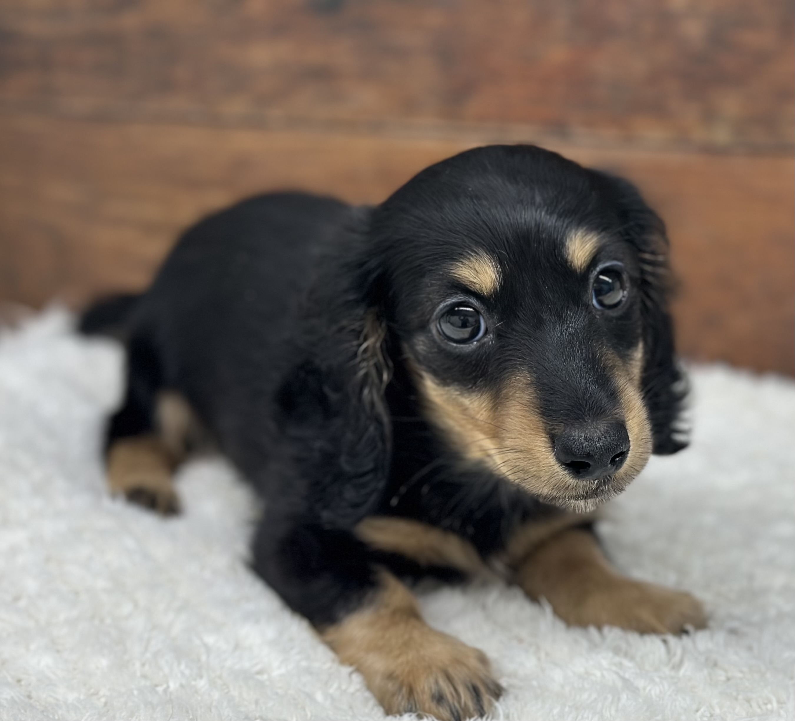 ビンテージ　MARENA ドイツ製　ブローチ 兼 ペンダントヘッド　ブラック 東海のミニチュアダックスフンド(ロング)の子犬を価格や特徴で探す